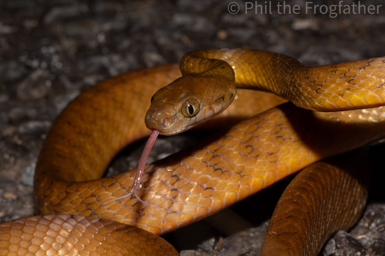Brown tree snake in Queensland