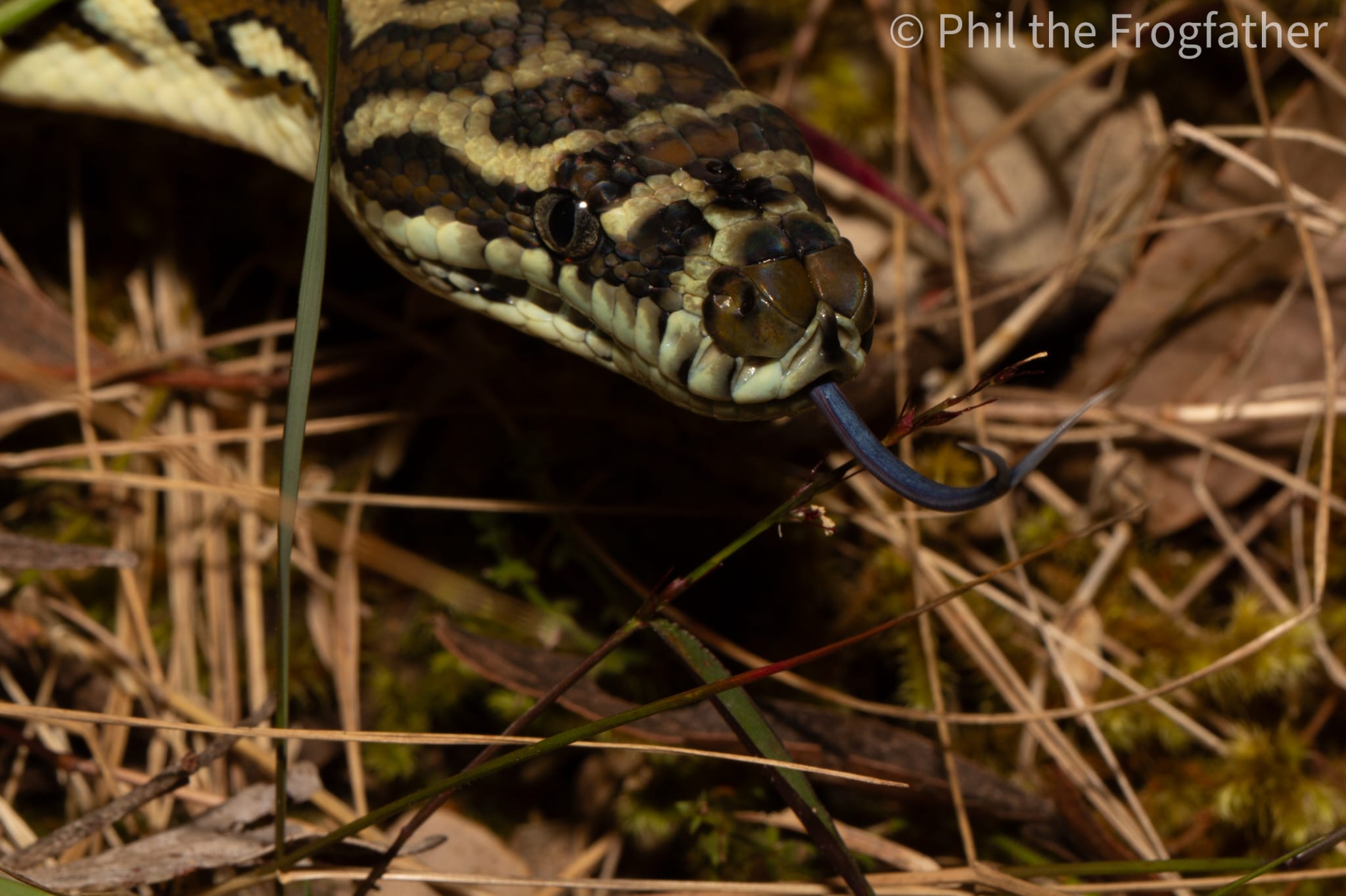 Carpet python in natural habitat