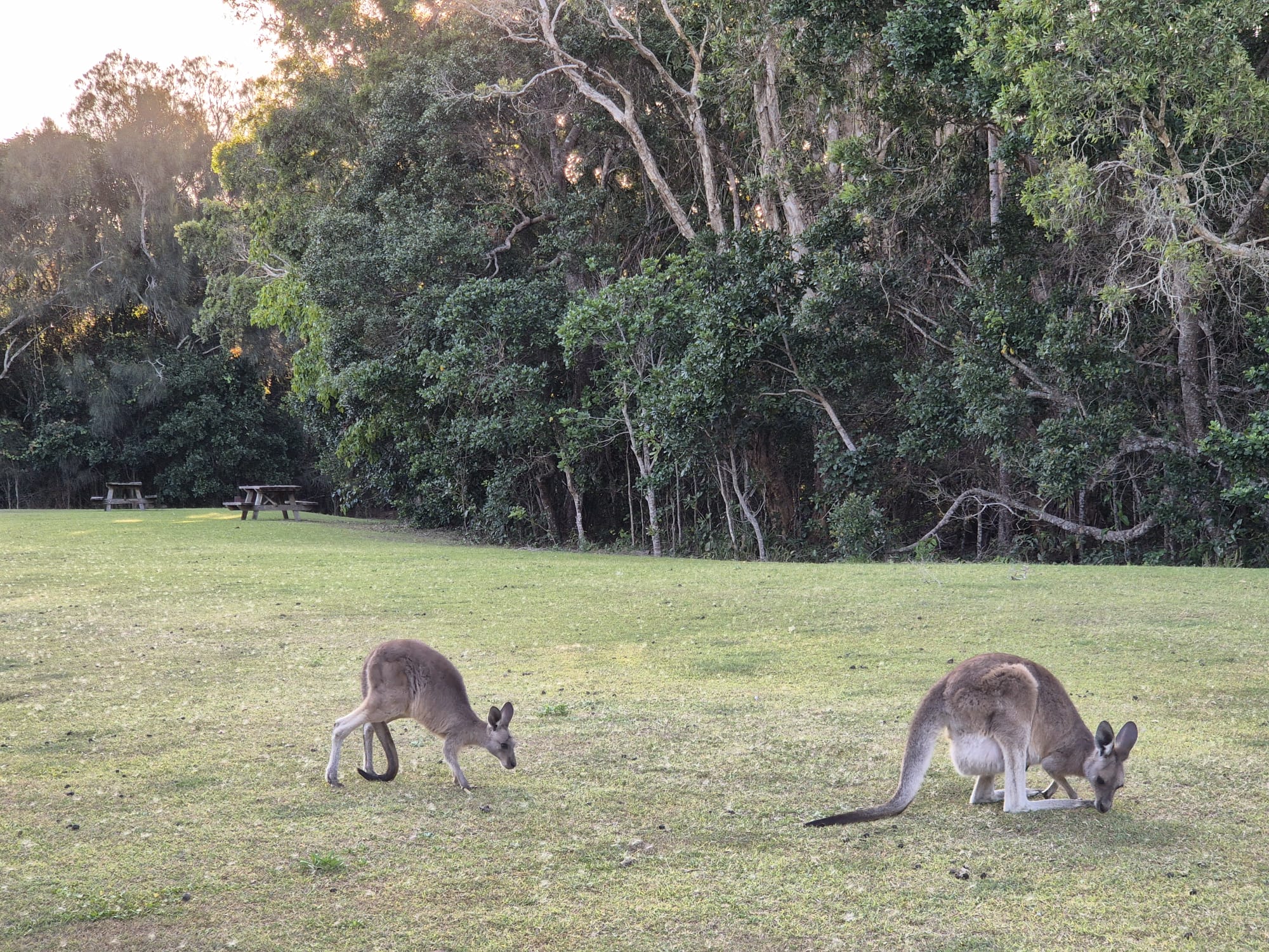 Eastern grey kangaroos seen on Gold Coast wildlife safari
