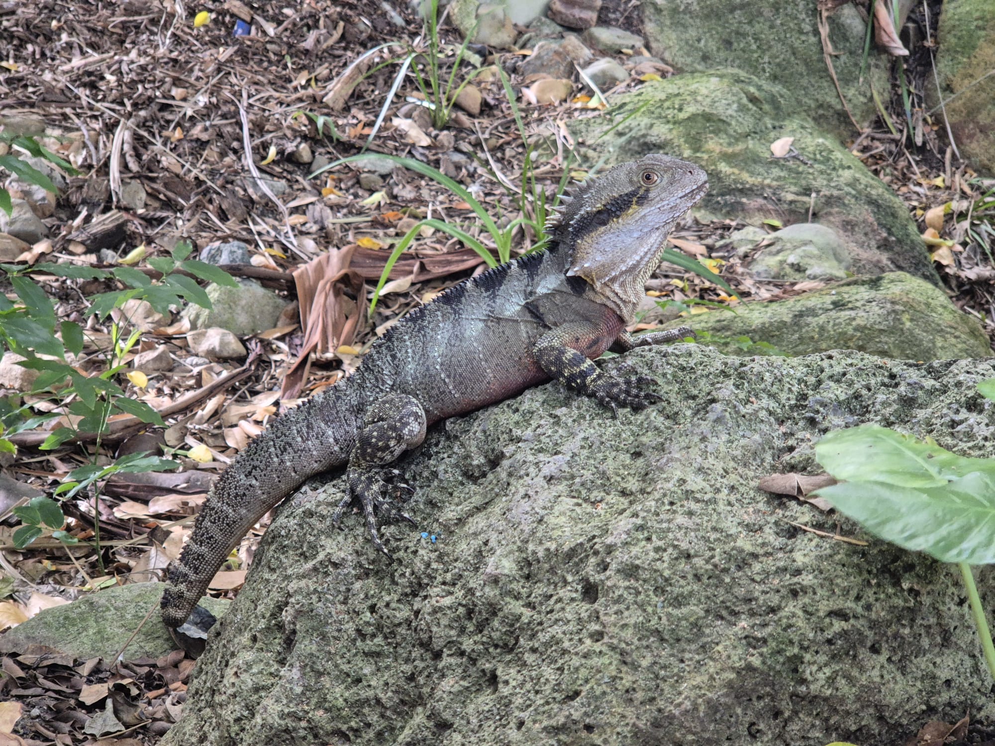 Eastern water dragon in Gold Coast Hinterland