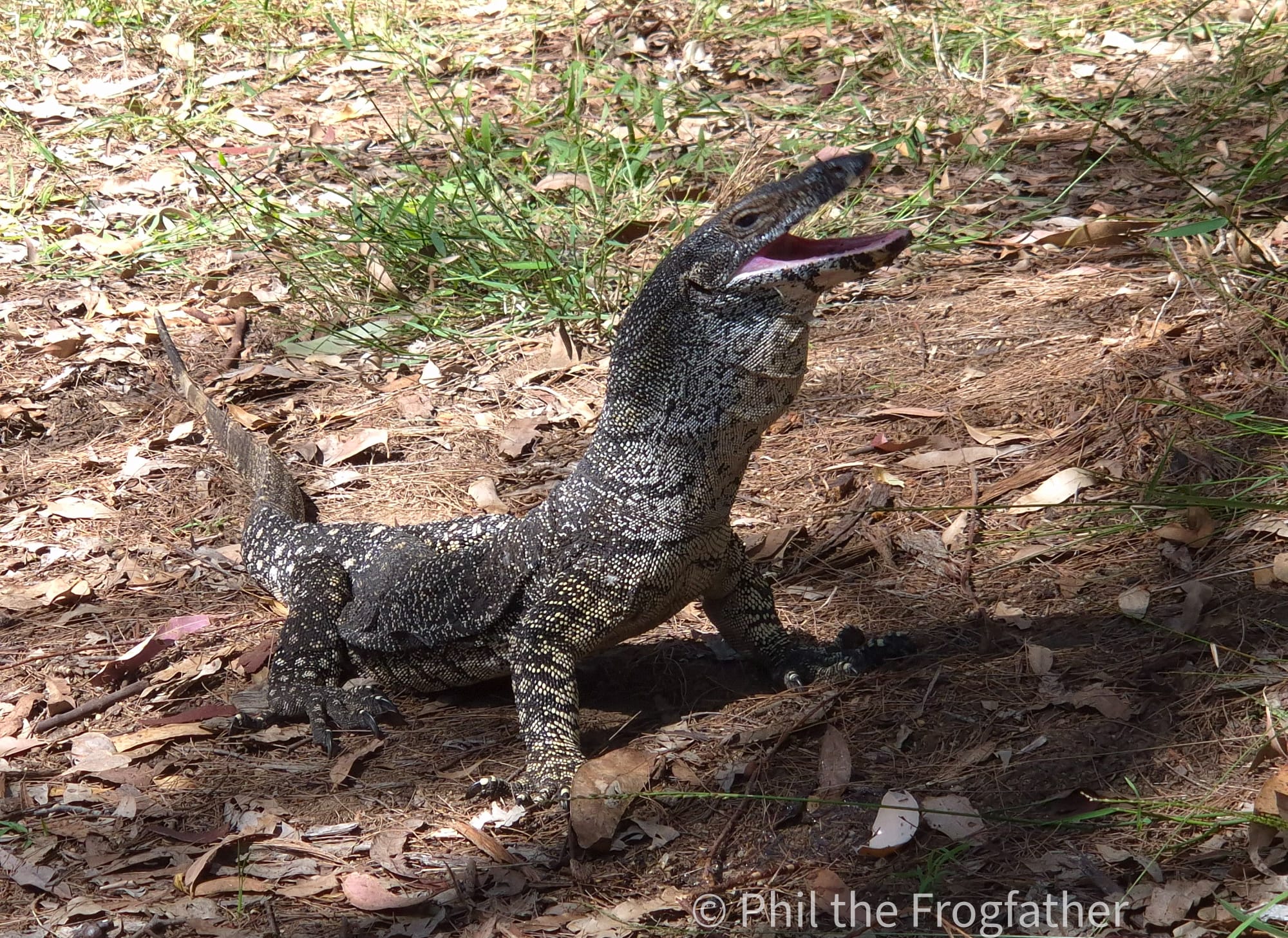 Close up lace monitor lizard