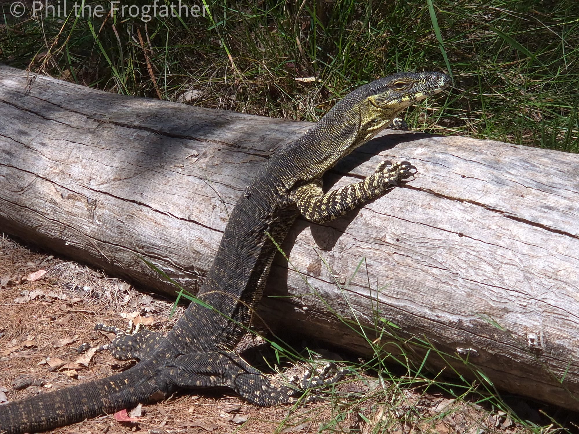 Wildlife expert and qualified zoologist guide on Gold Coast Wildlife Safari