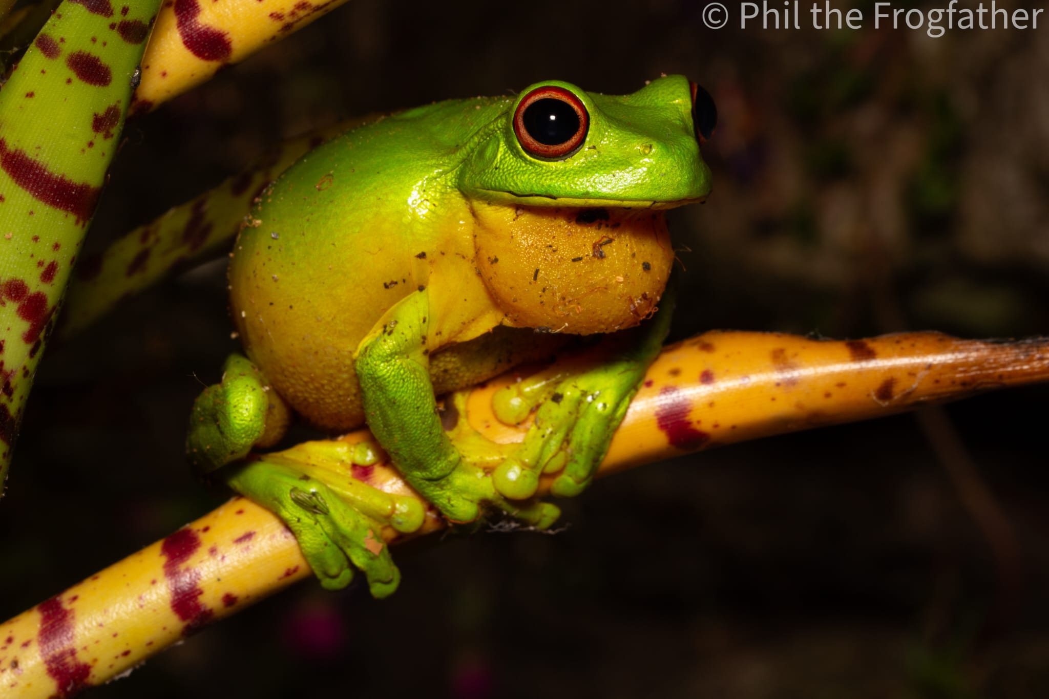 Orange-eyed tree frog in Gold Coast Hinterland