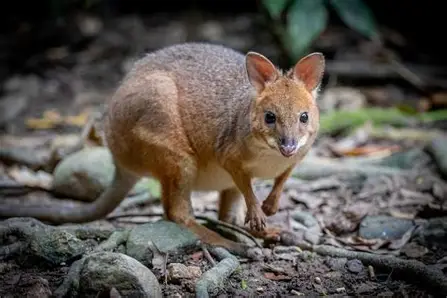 Red-legged Pademelon in Springbrook rainforest